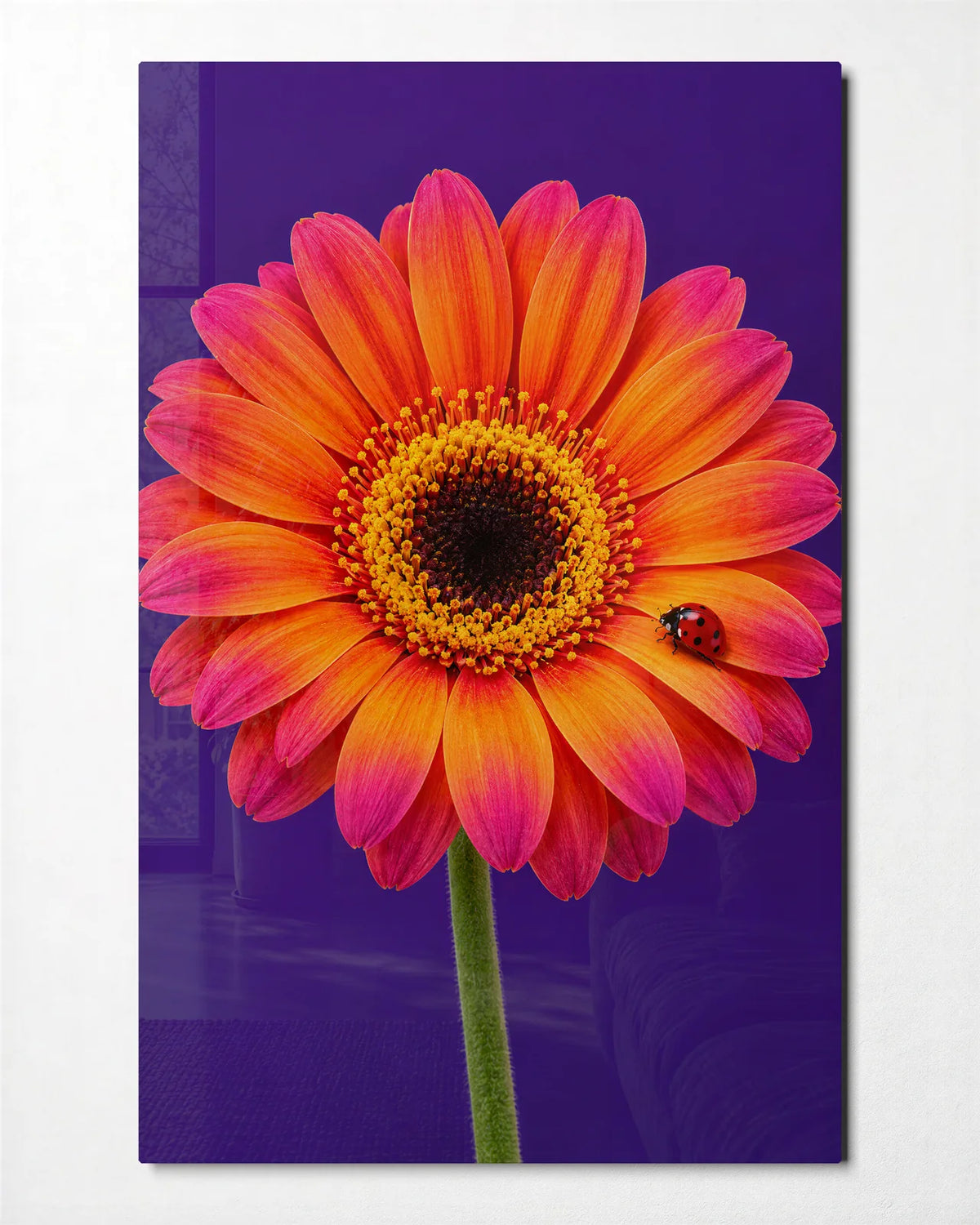 Gerbera and Ladybird — front view of glass wall art