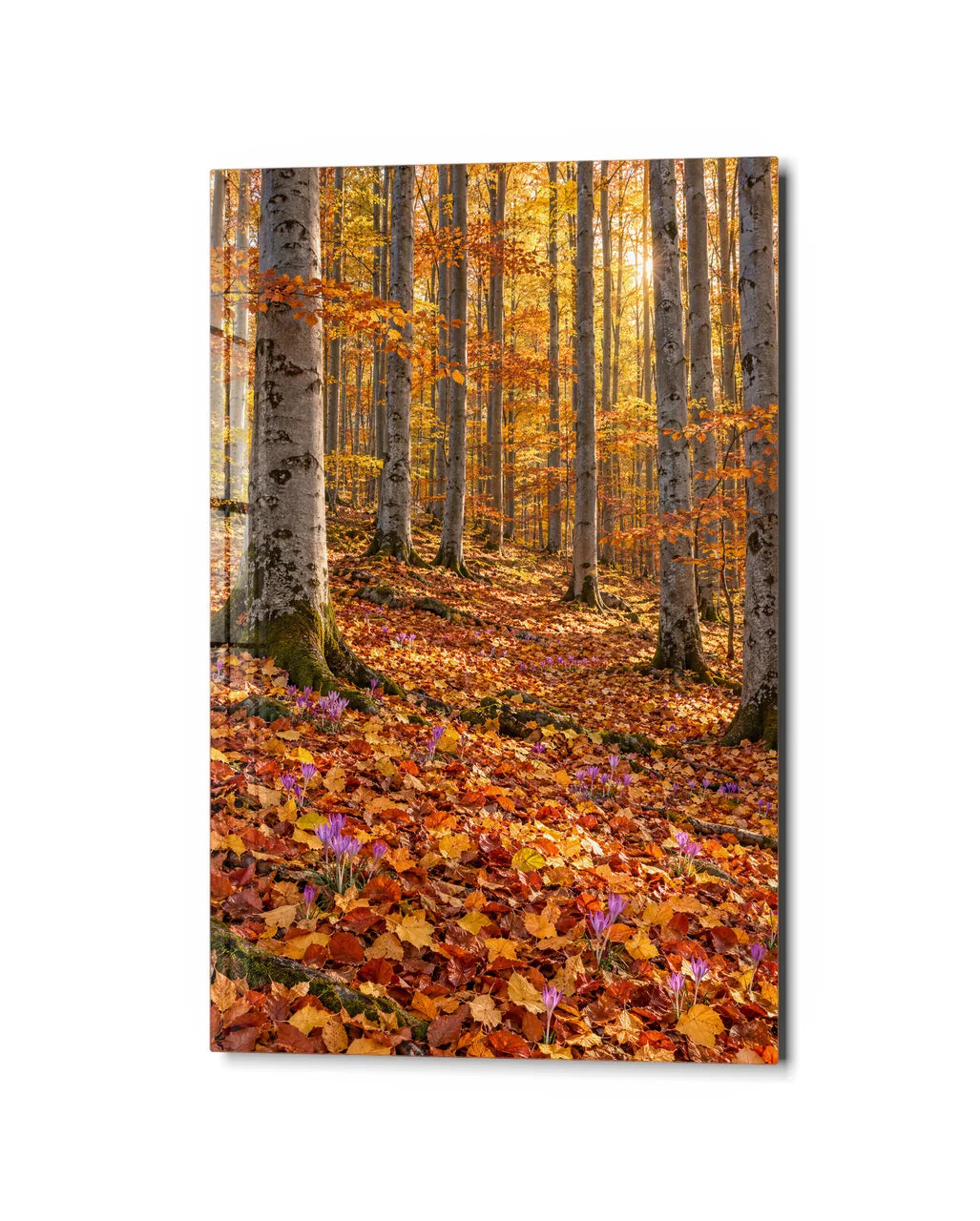 Golden Beech Forest — studio view of glass wall art