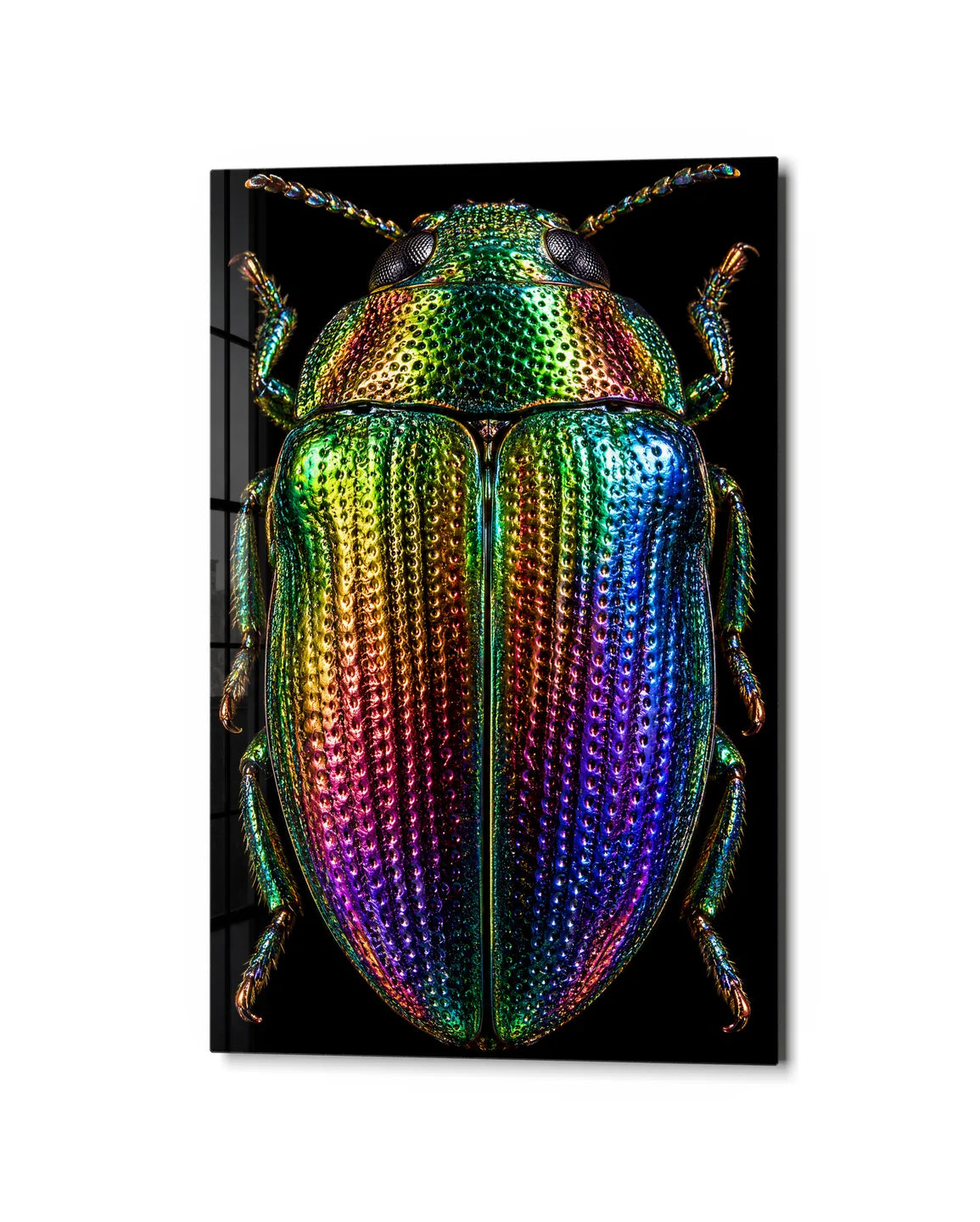 Jewel Beetle — studio view of glass wall art