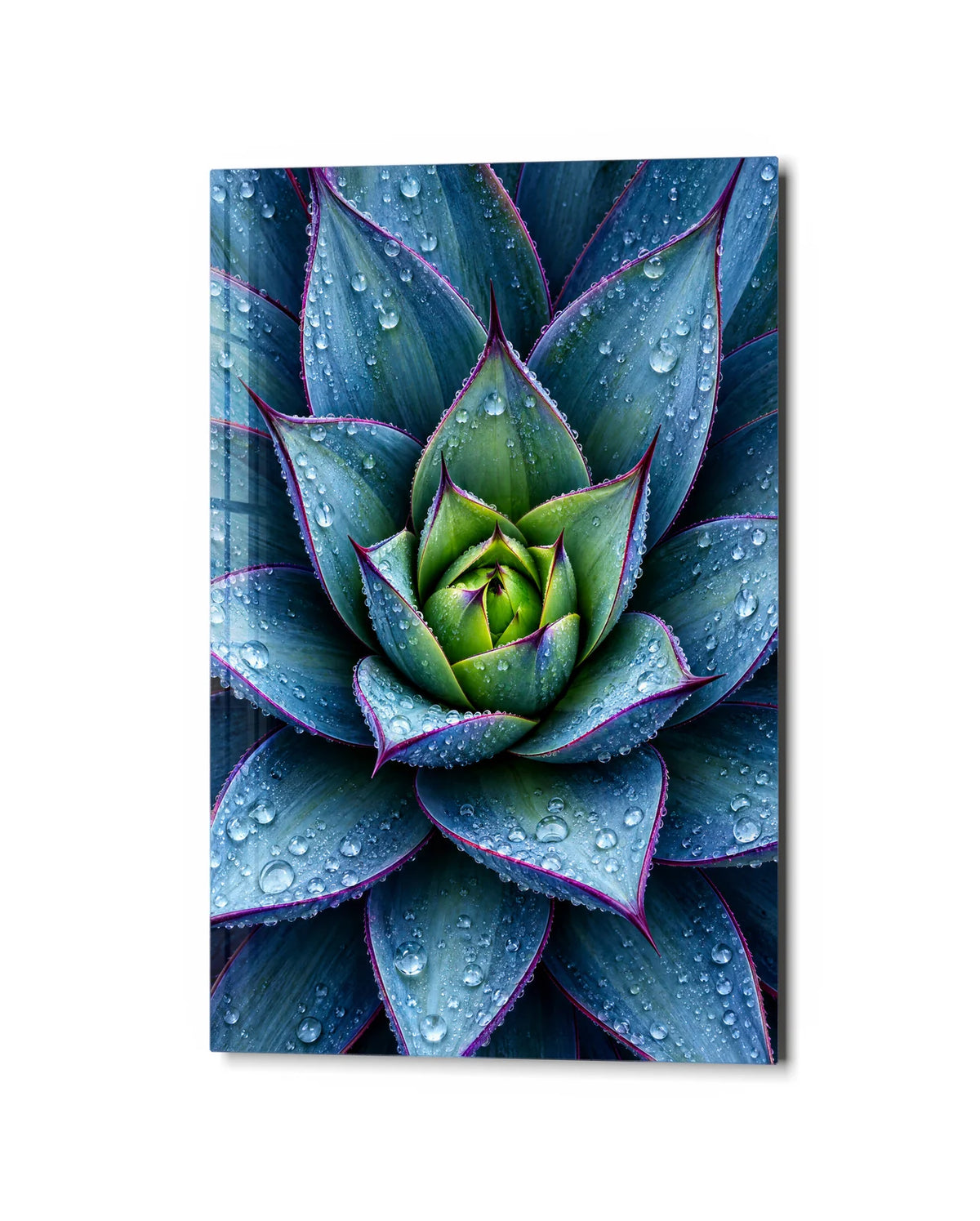 Agave After Rain — studio view of glass wall art