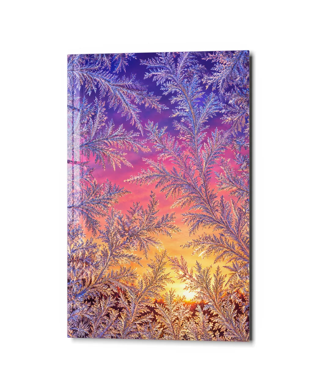Frost Ferns at Sunrise — studio view of glass wall art