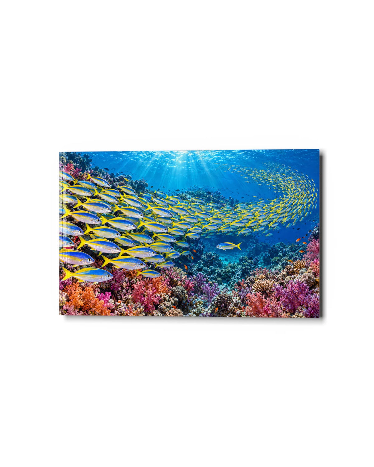 Yellow School on the Reef — studio view of glass wall art