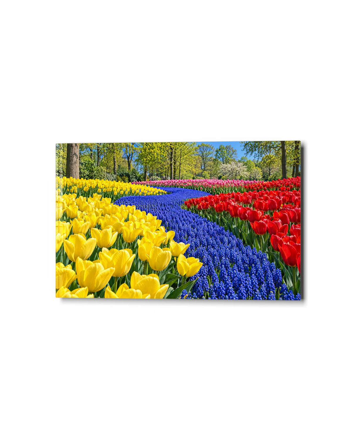 River of Hyacinths — studio view of glass wall art