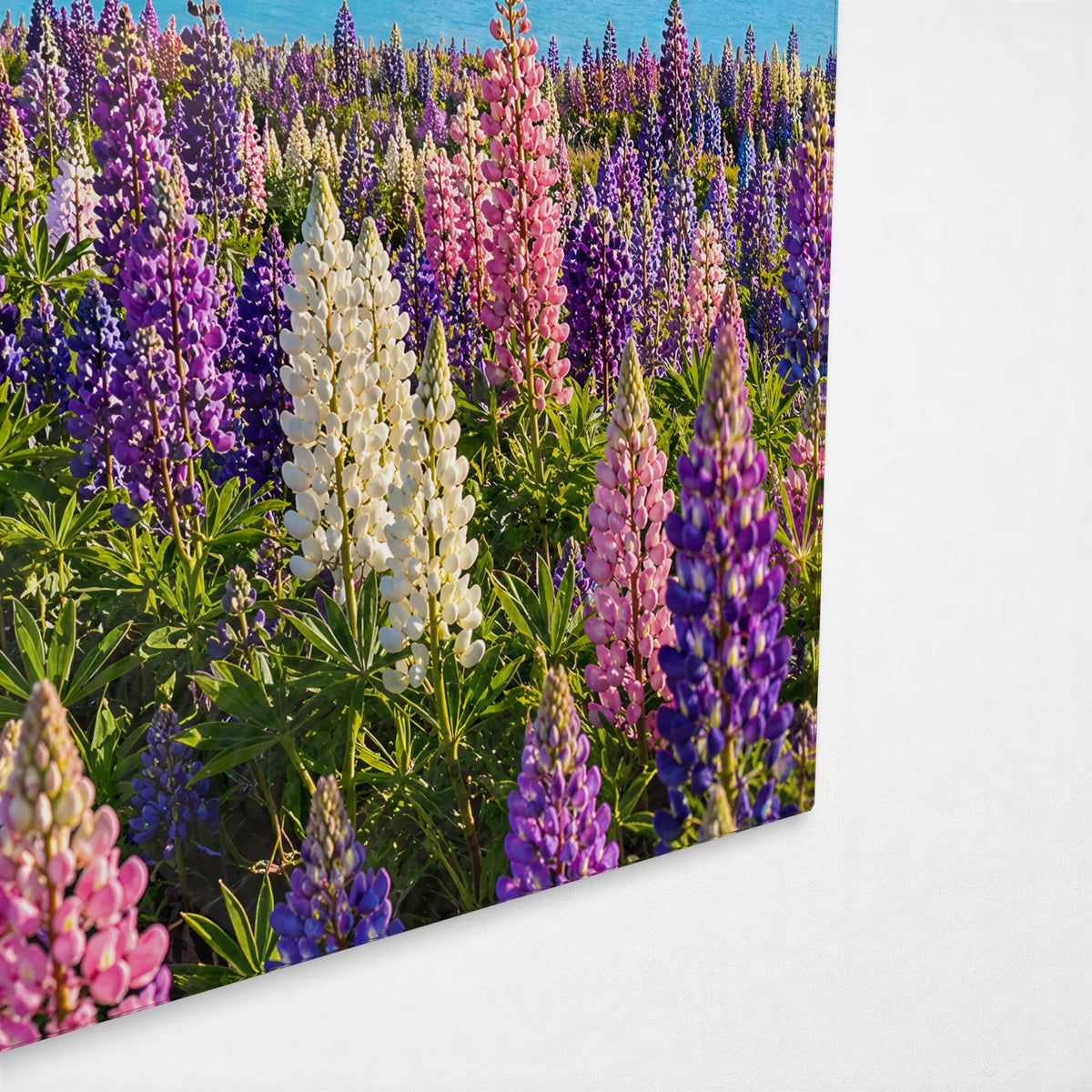 Lupins at Tekapo — corner detail of glass wall art