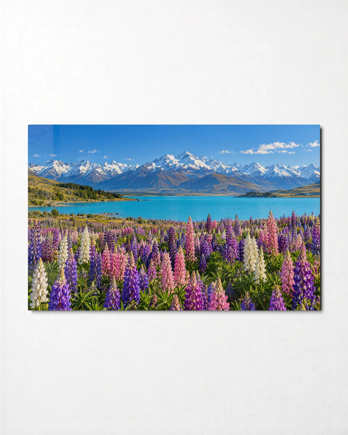 Lupins at Tekapo — front view of glass wall art
