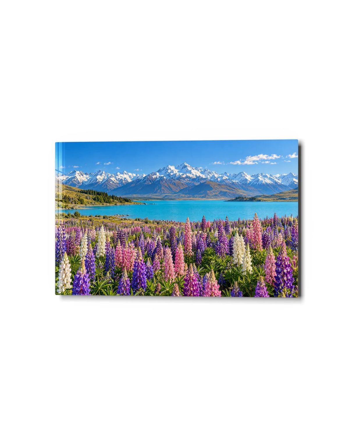 Lupins at Tekapo — studio view of glass wall art