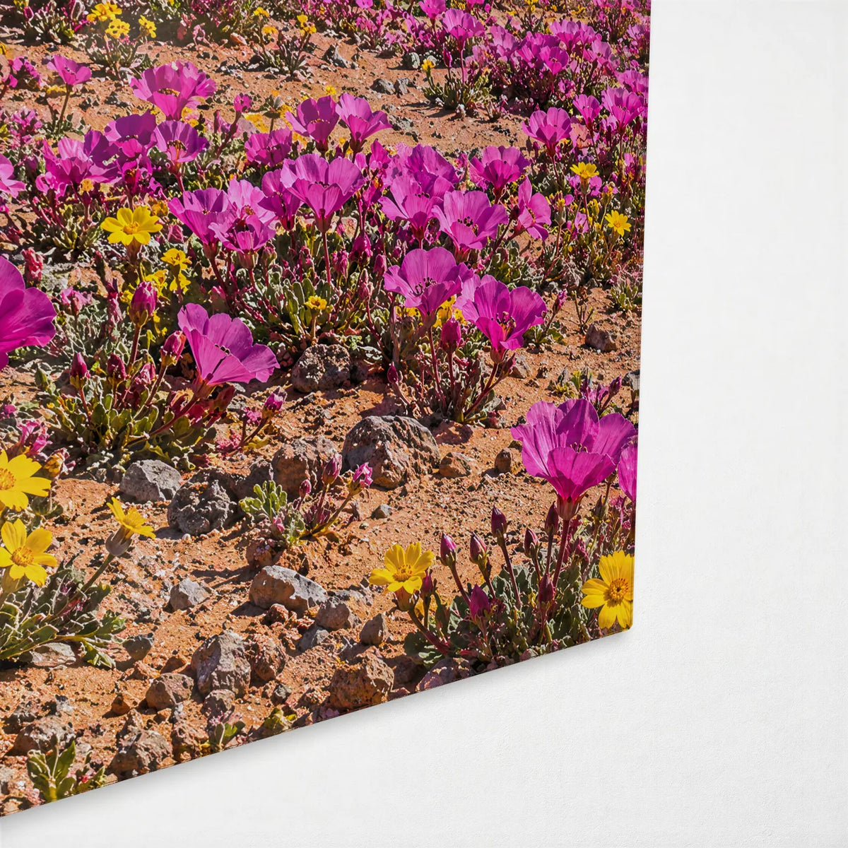 Atacama in Bloom — corner detail of glass wall art