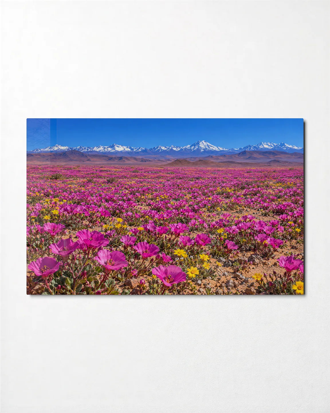 Atacama in Bloom — front view of glass wall art