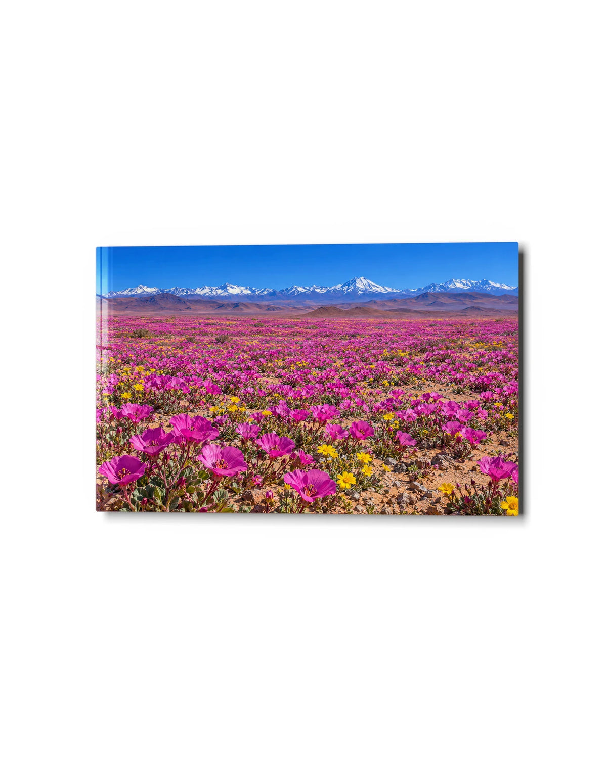 Atacama in Bloom — studio view of glass wall art