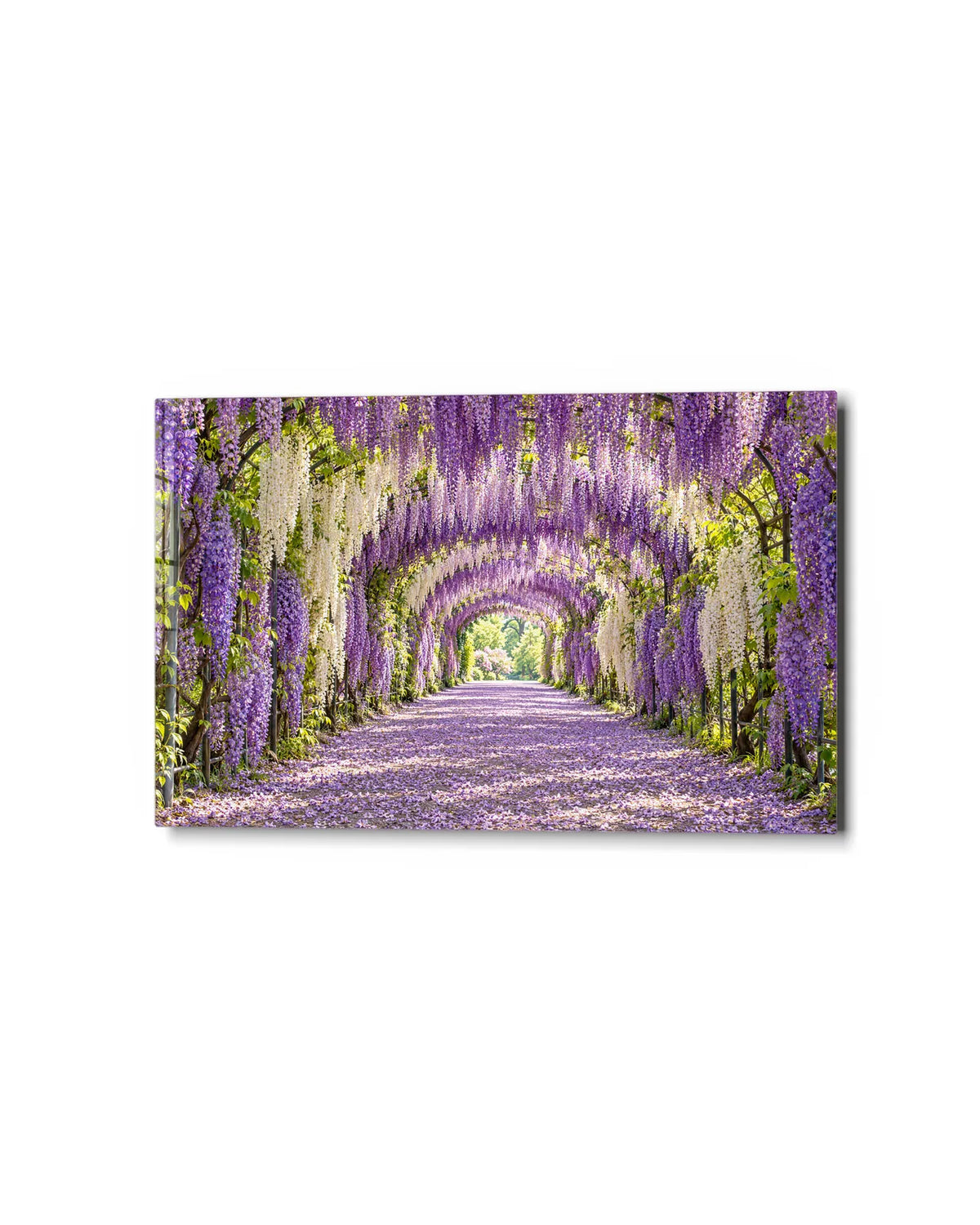 Wisteria Tunnel — studio view of glass wall art