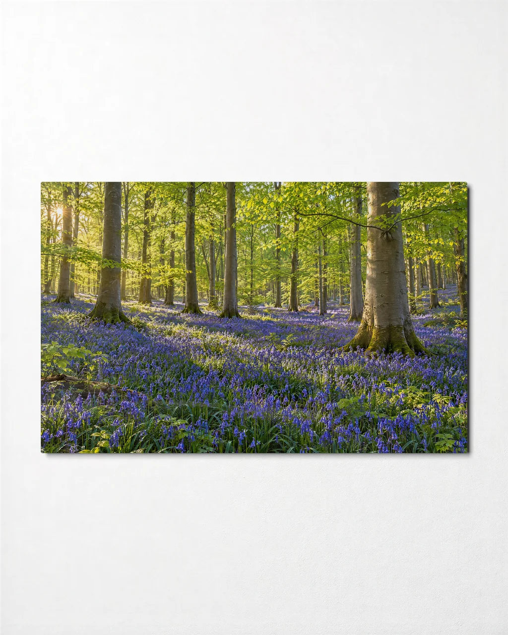 Bluebell Wood — front view of glass wall art