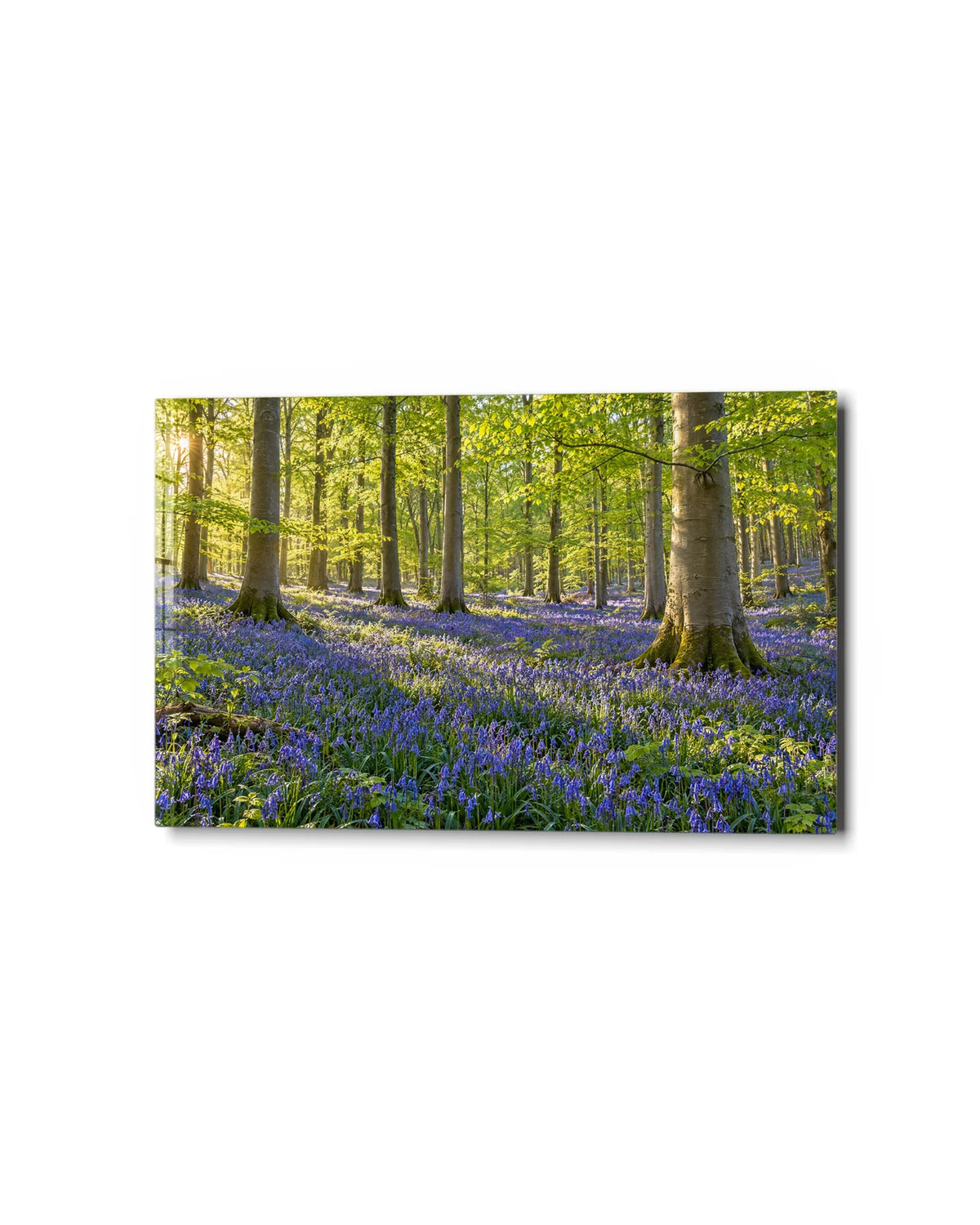 Bluebell Wood — studio view of glass wall art