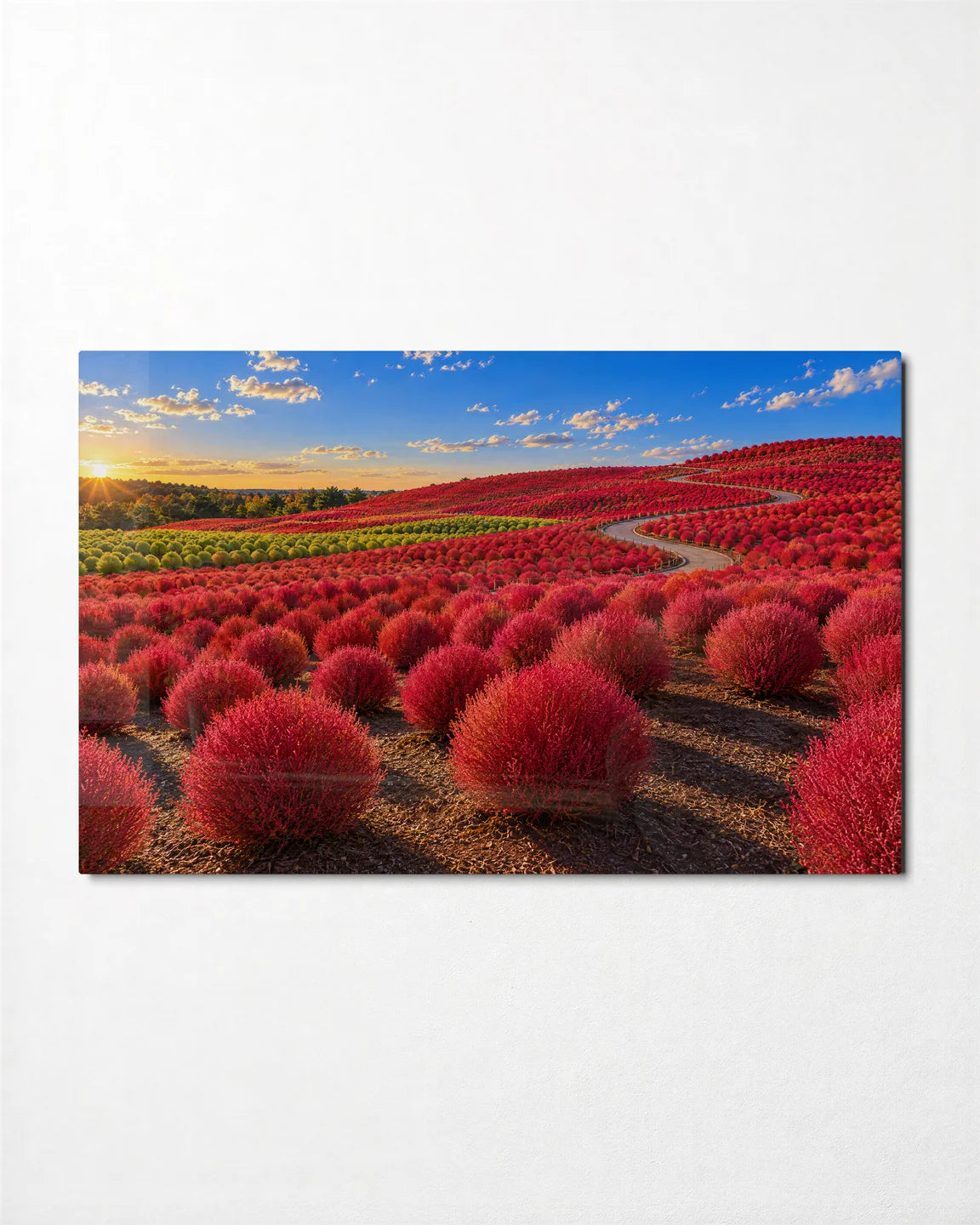 Kochia Hills in Autumn — front view of glass wall art