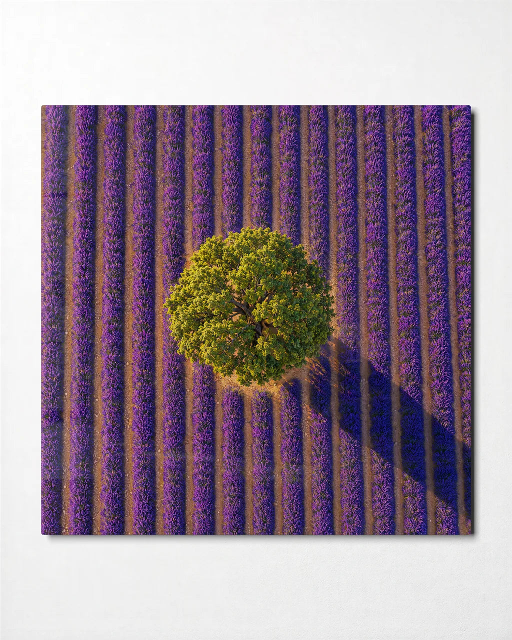 Lone Tree in Lavender — front view of glass wall art