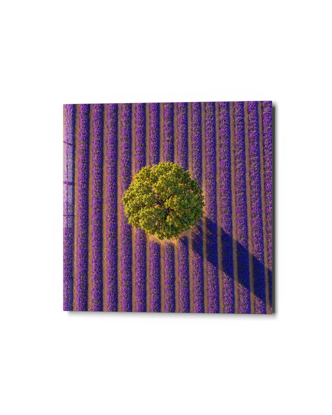 Lone Tree in Lavender — studio view of glass wall art