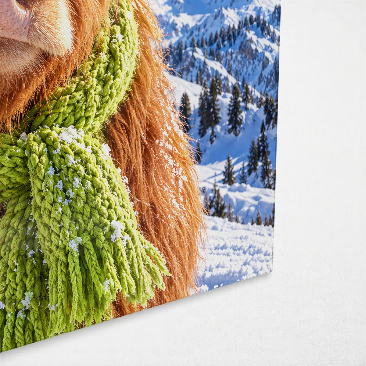 Highland Cow on the Slopes — corner detail of glass wall art