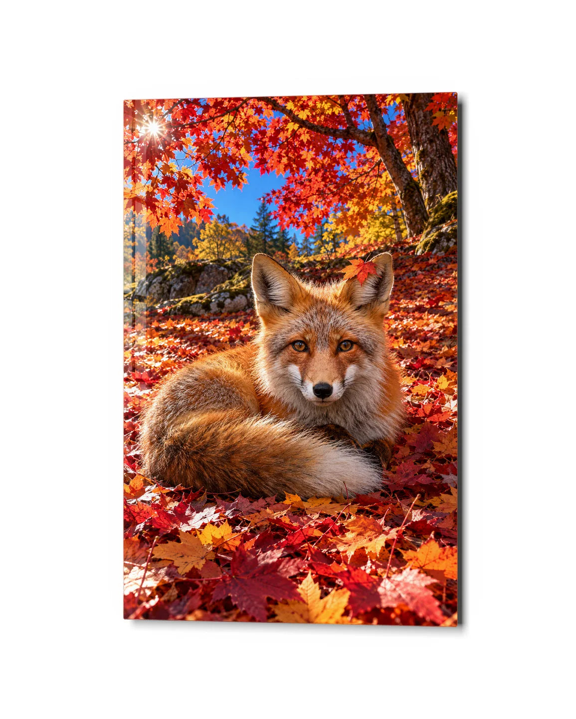 Fox in the Maples — studio view of glass wall art