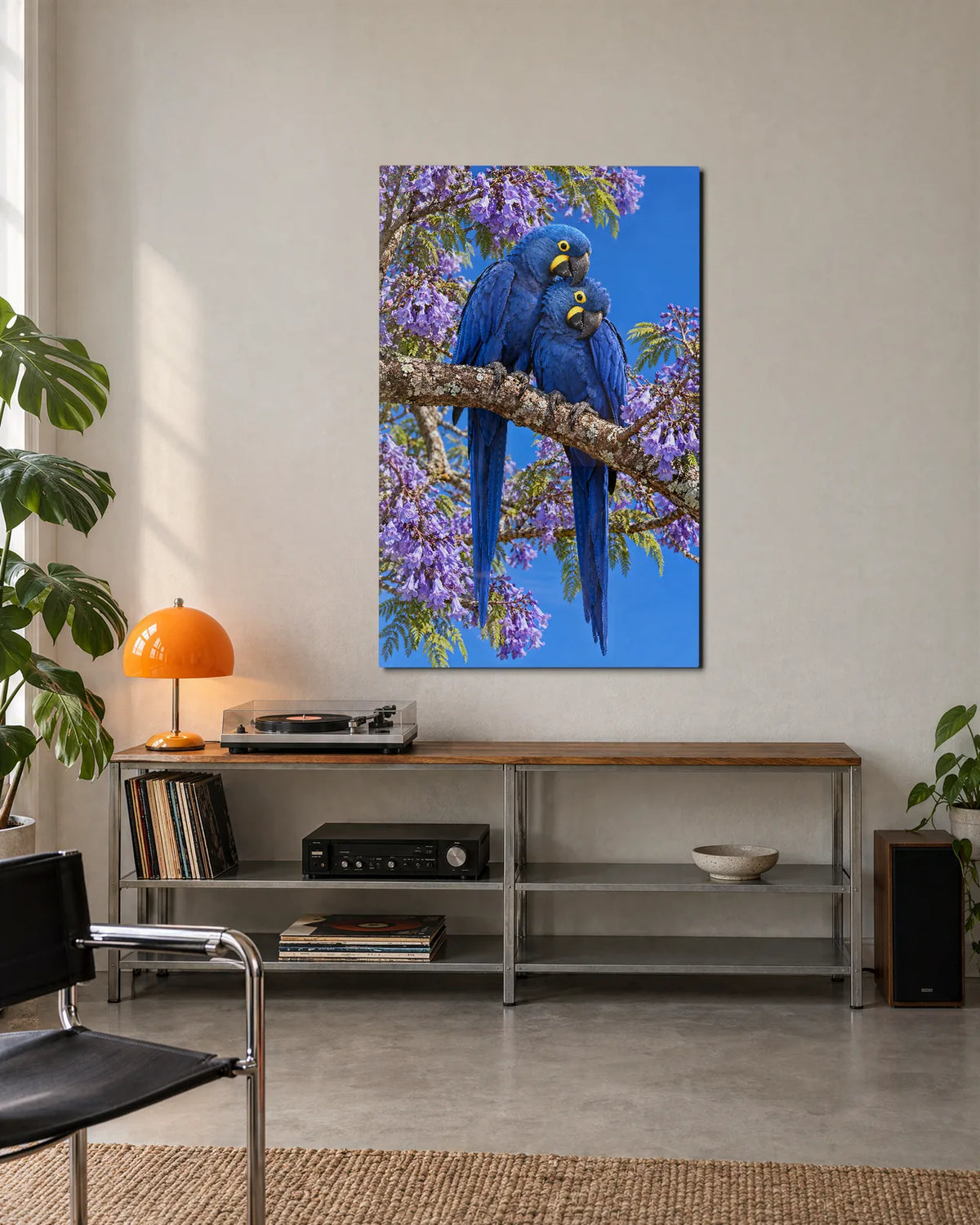 Hyacinth Macaws in Jacaranda — shown in a living space