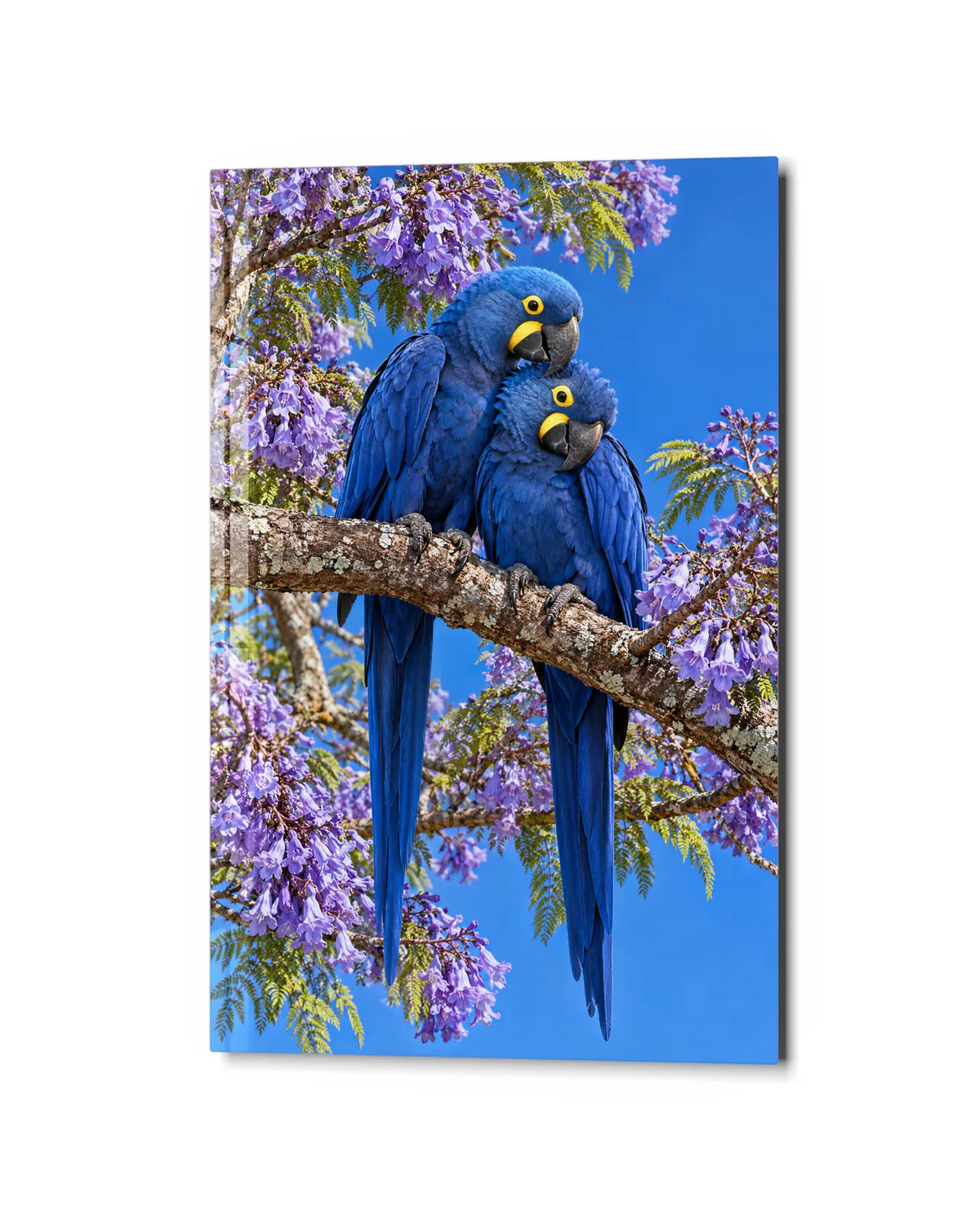 Hyacinth Macaws in Jacaranda — studio view of glass wall art