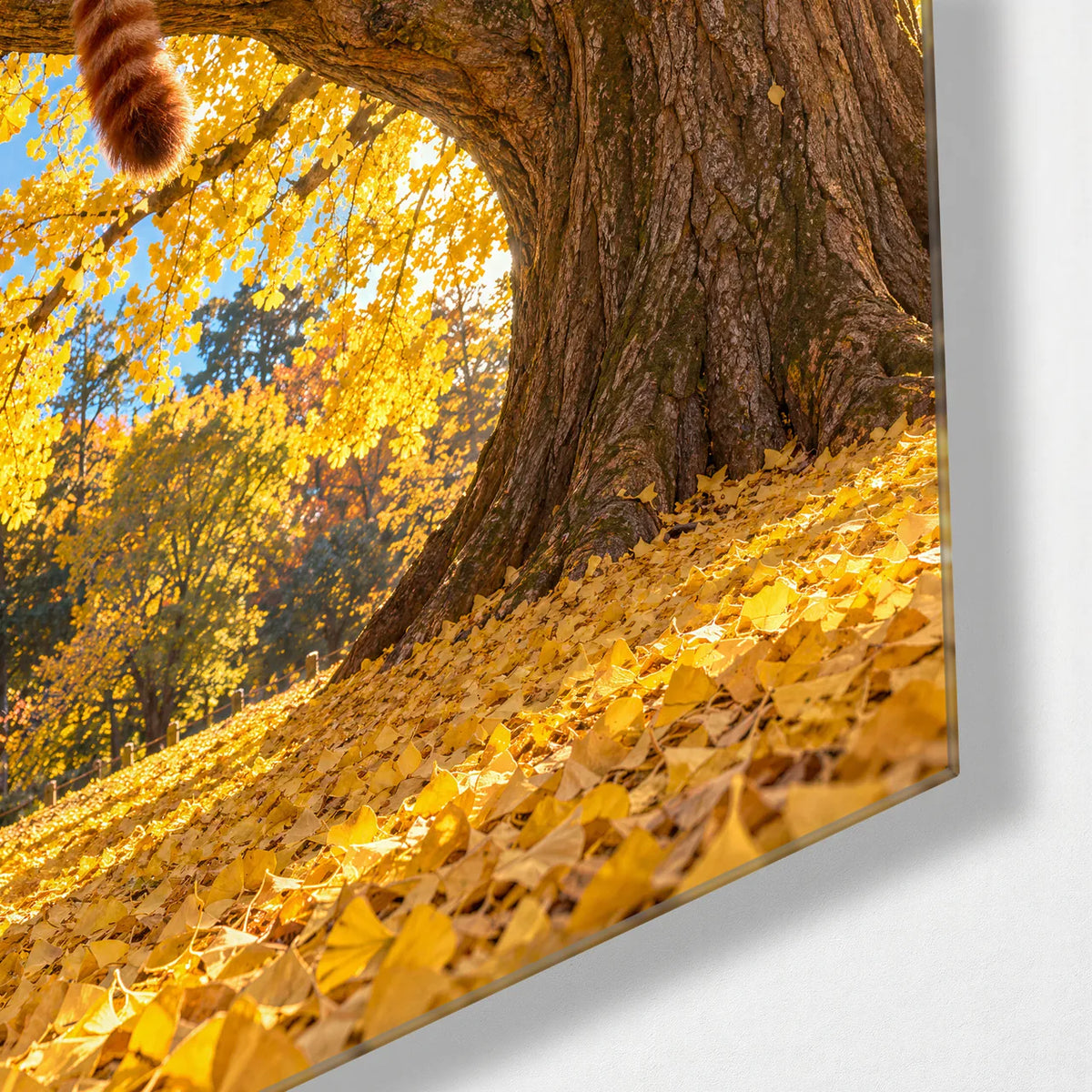 Red Panda in the Ginkgo — corner detail of glass wall art