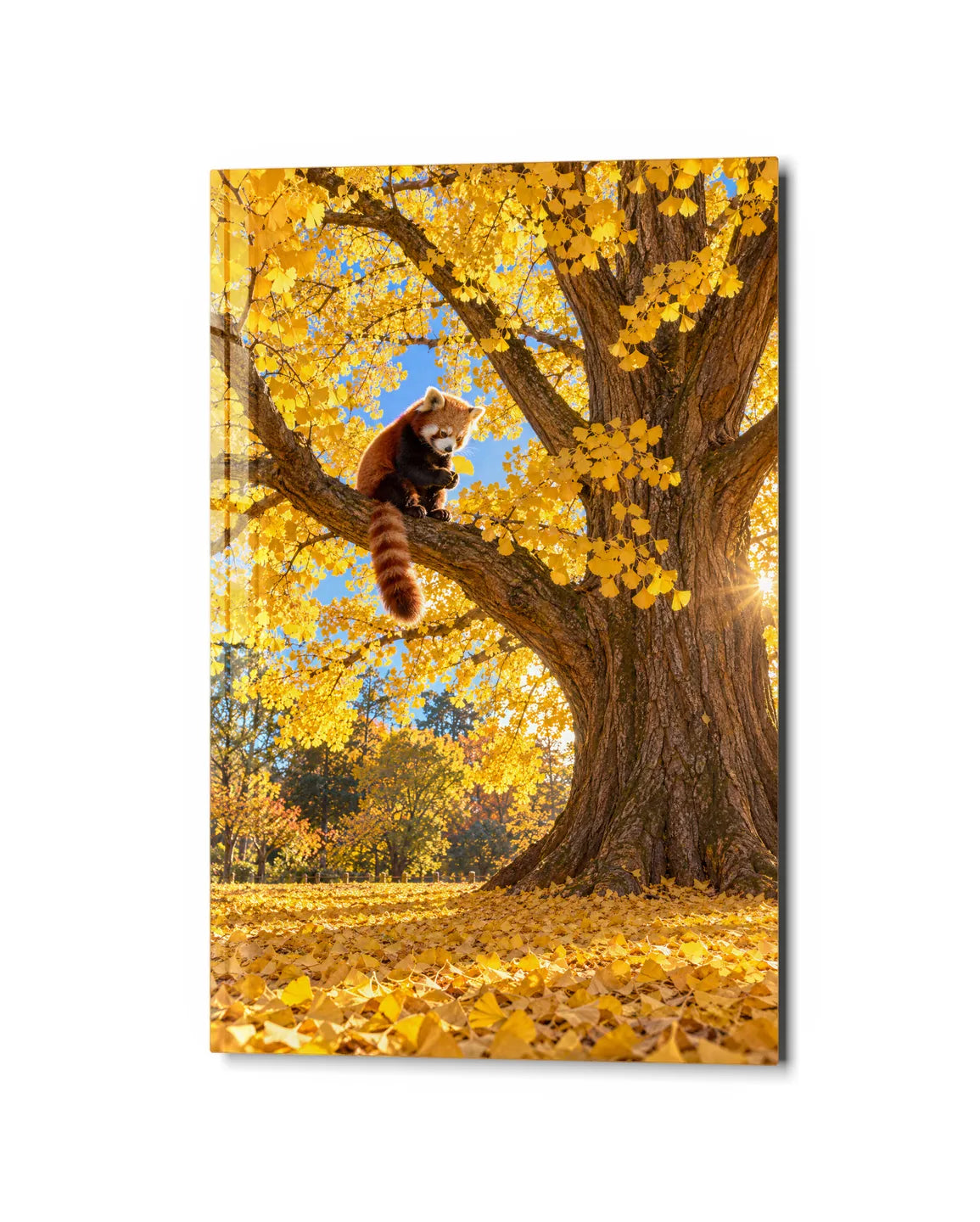 Red Panda in the Ginkgo — studio view of glass wall art