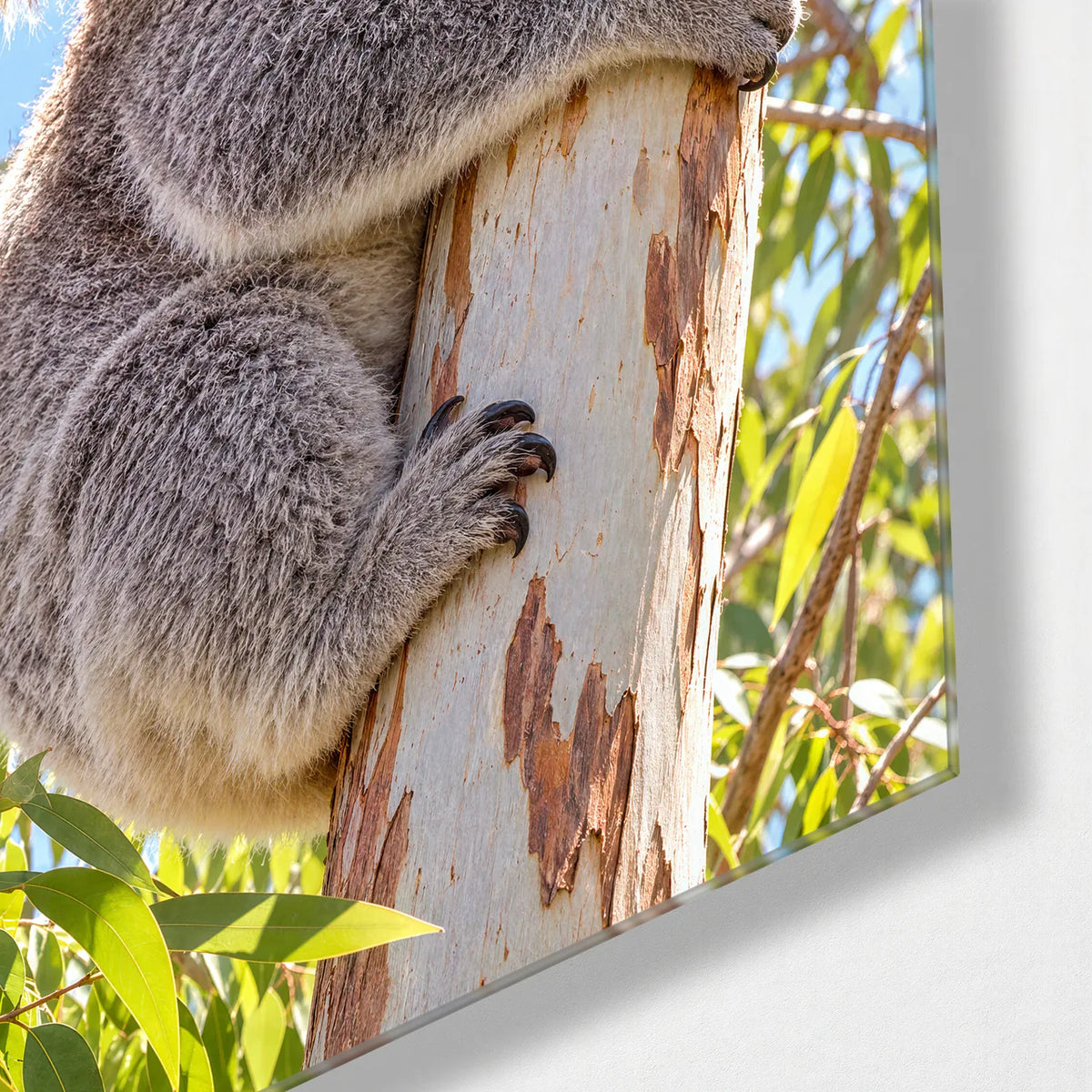 Koala Hugging the Gum Tree — corner detail of glass wall art