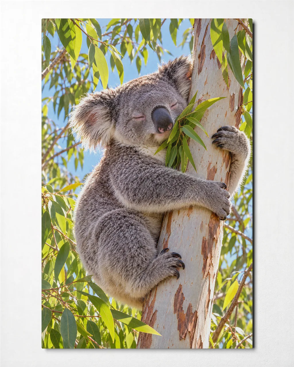Koala Hugging the Gum Tree — front view of glass wall art