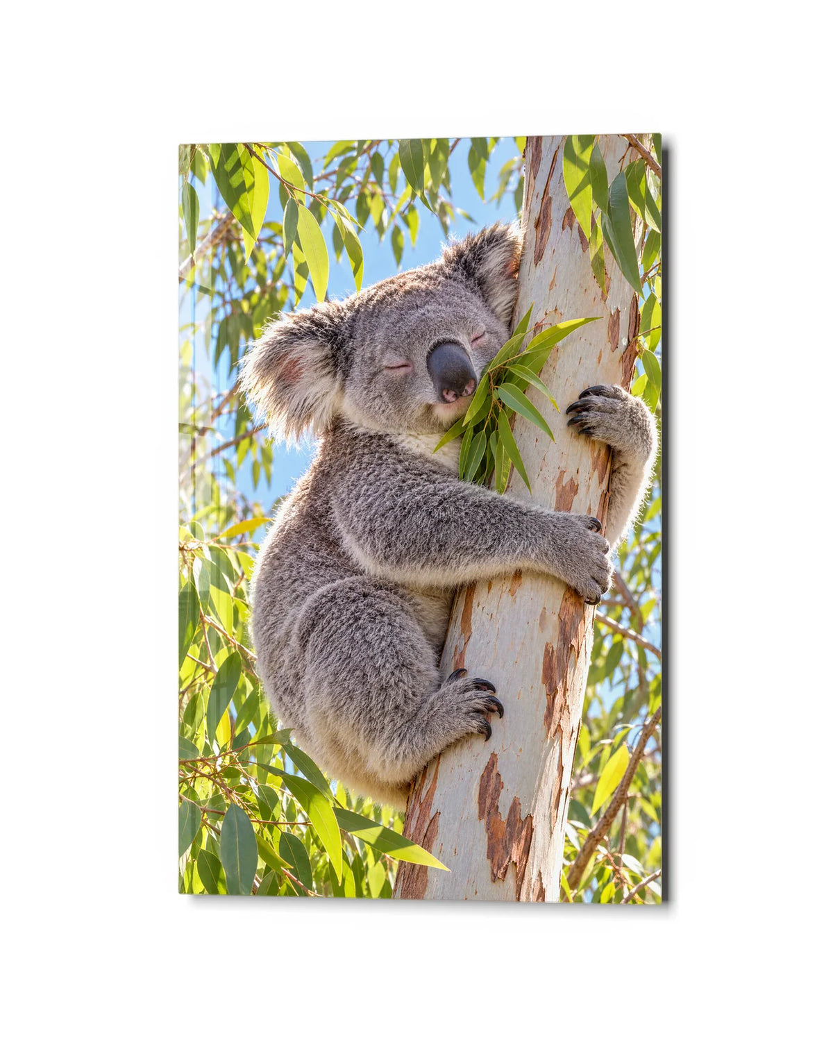 Koala Hugging the Gum Tree — studio view of glass wall art
