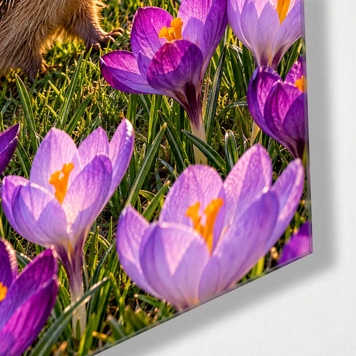 Hedgehog in the Crocuses — corner detail of glass wall art