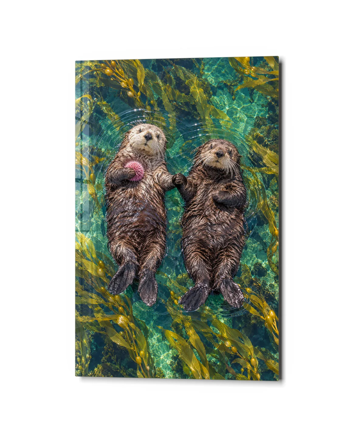 Otters Holding Hands — studio view of glass wall art