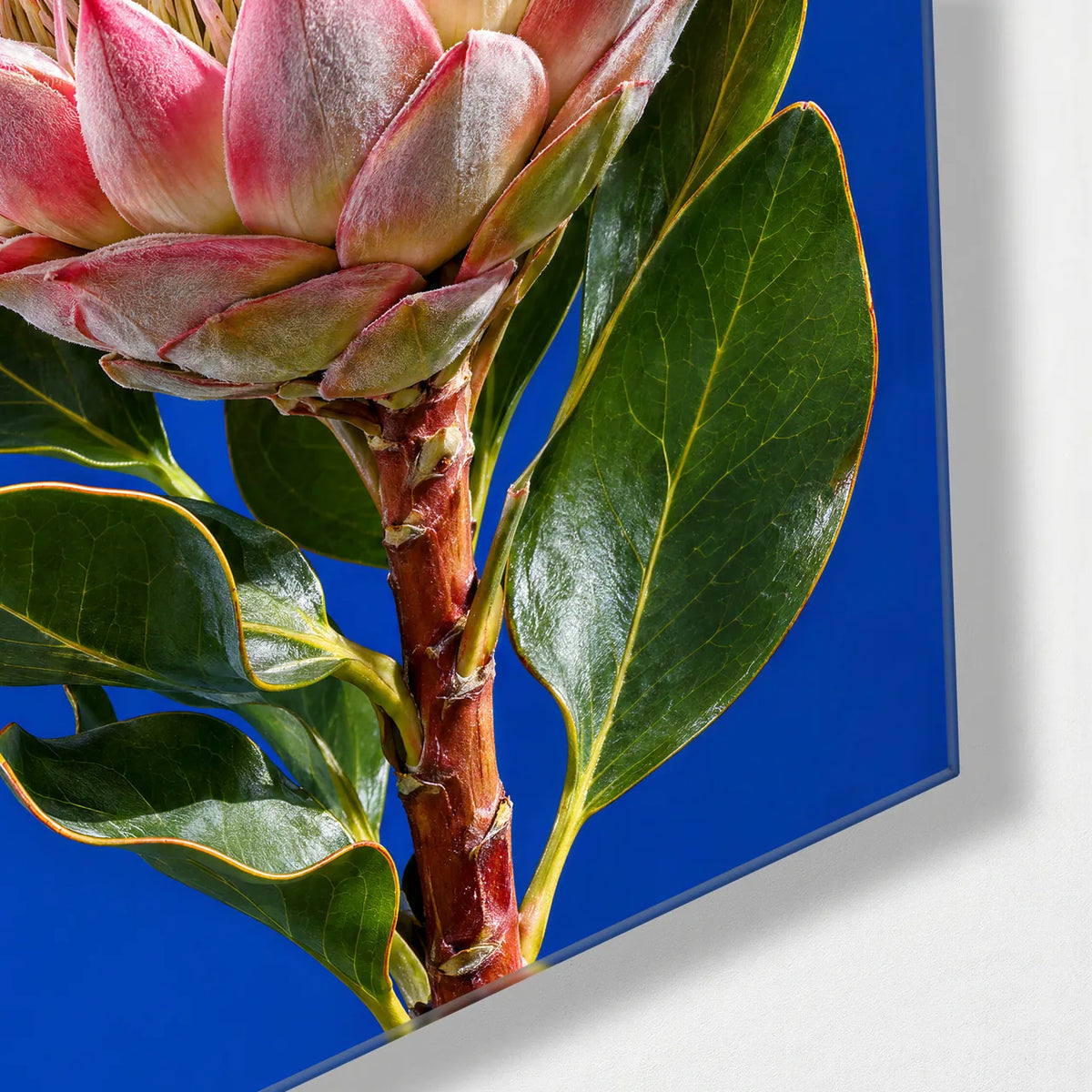 King Protea on Cobalt — corner detail of glass wall art