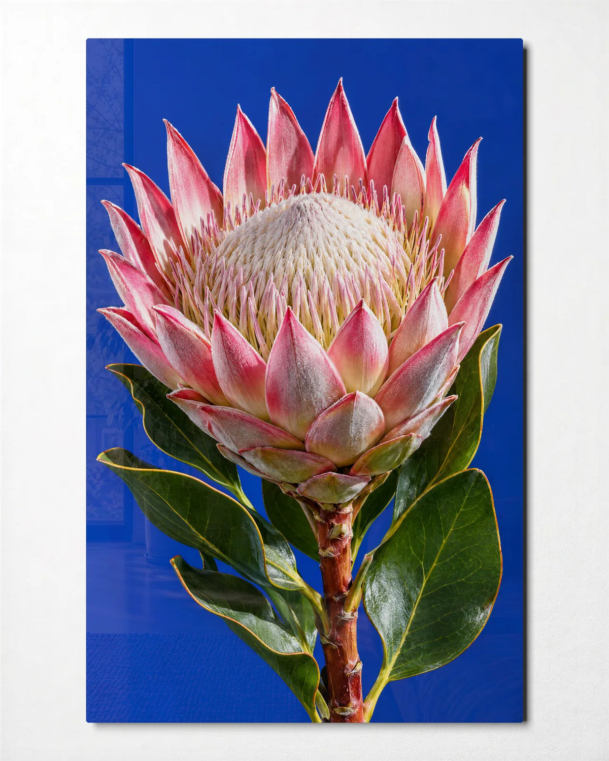 King Protea on Cobalt — front view of glass wall art