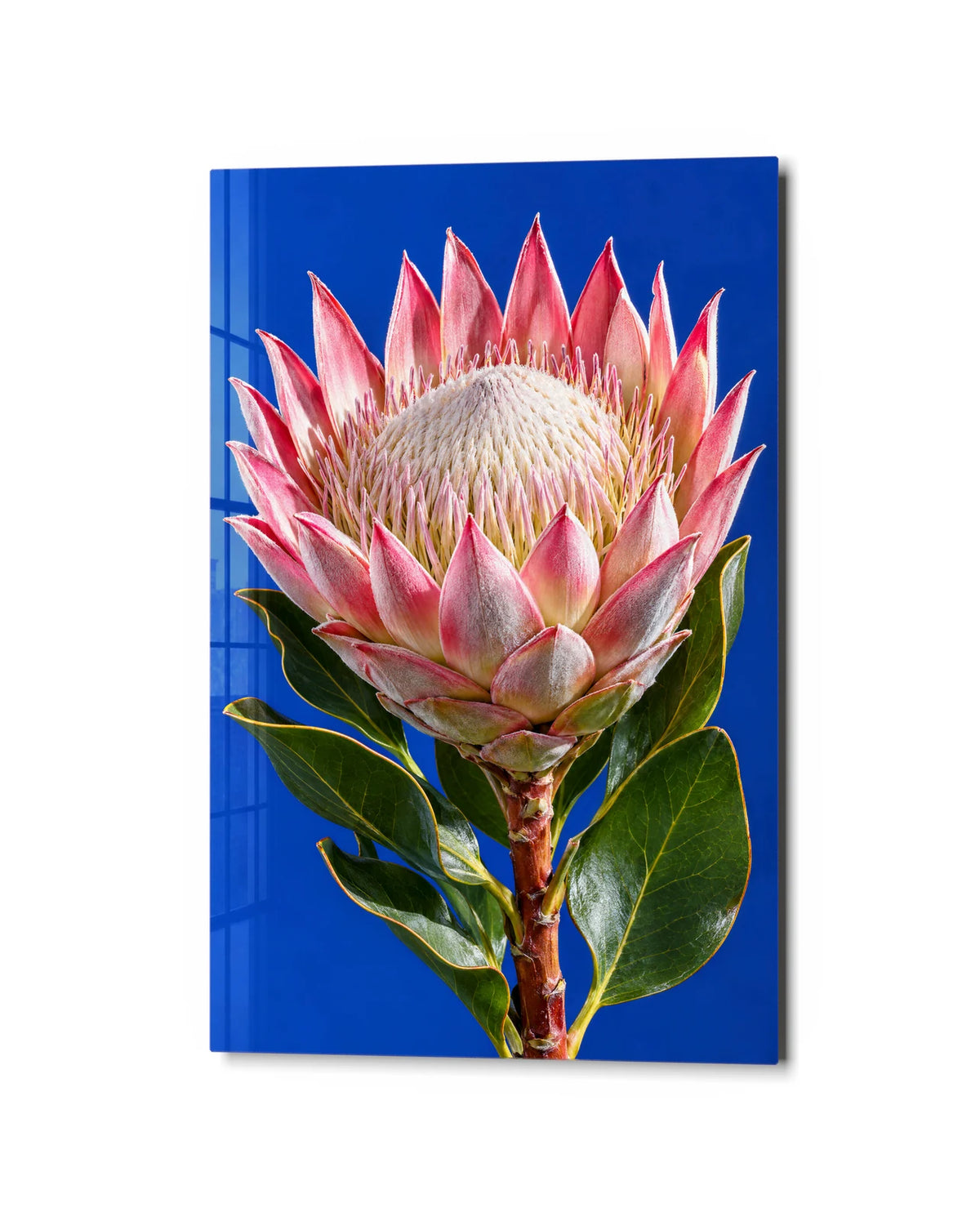 King Protea on Cobalt — studio view of glass wall art