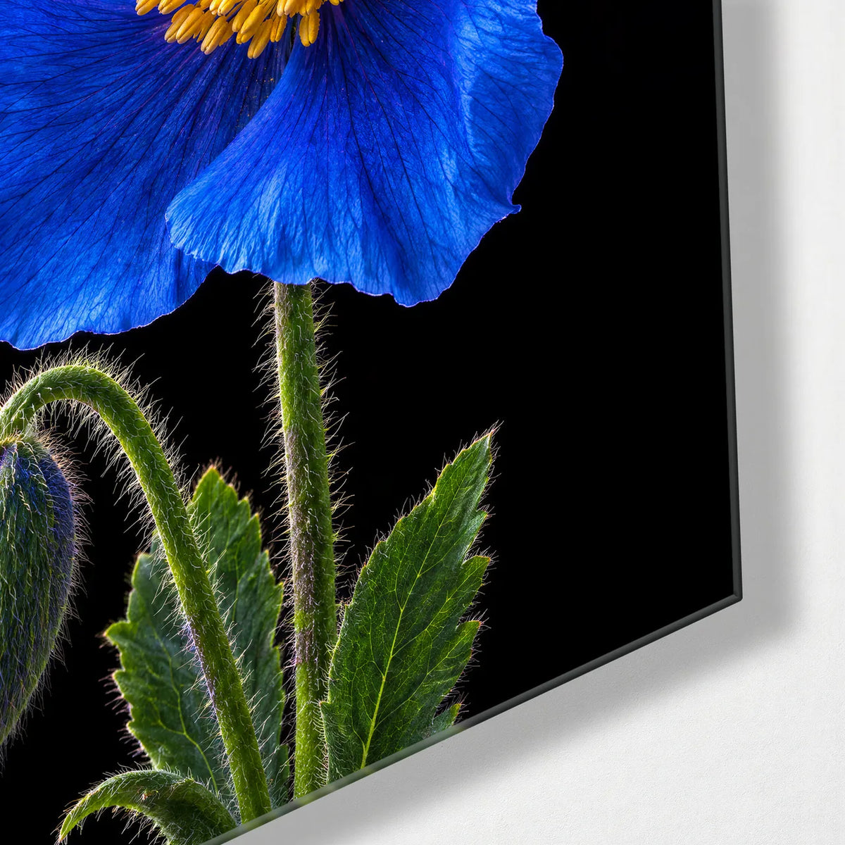 Blue Poppy on Black — corner detail of glass wall art