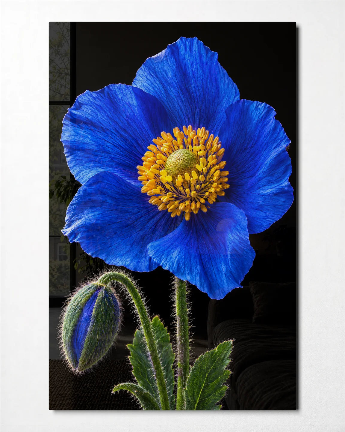 Blue Poppy on Black — front view of glass wall art