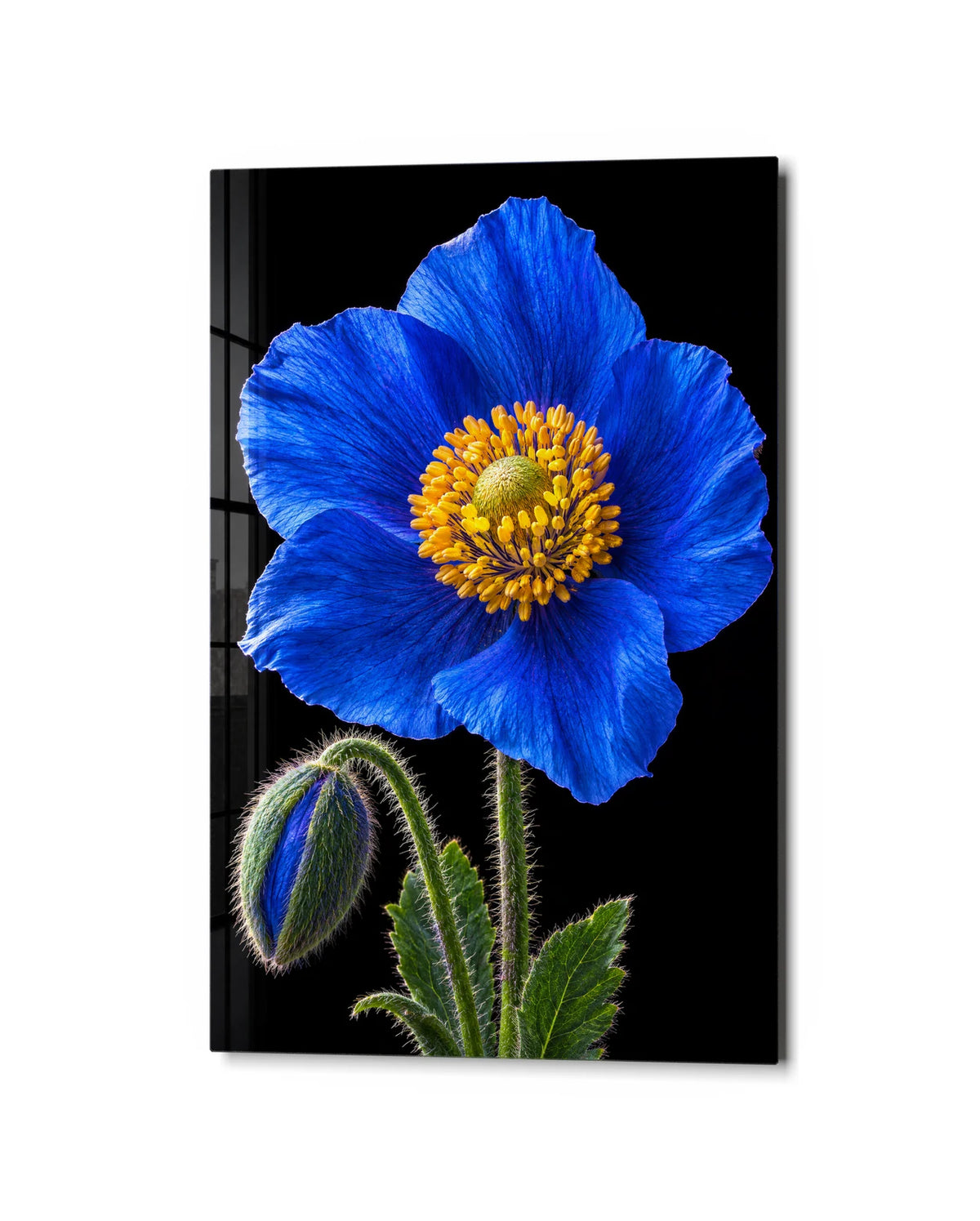 Blue Poppy on Black — studio view of glass wall art