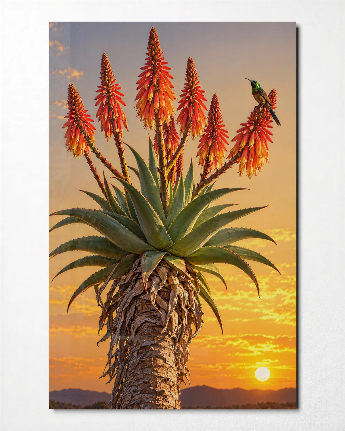 Aloe in Bloom at Sunset — front view of glass wall art