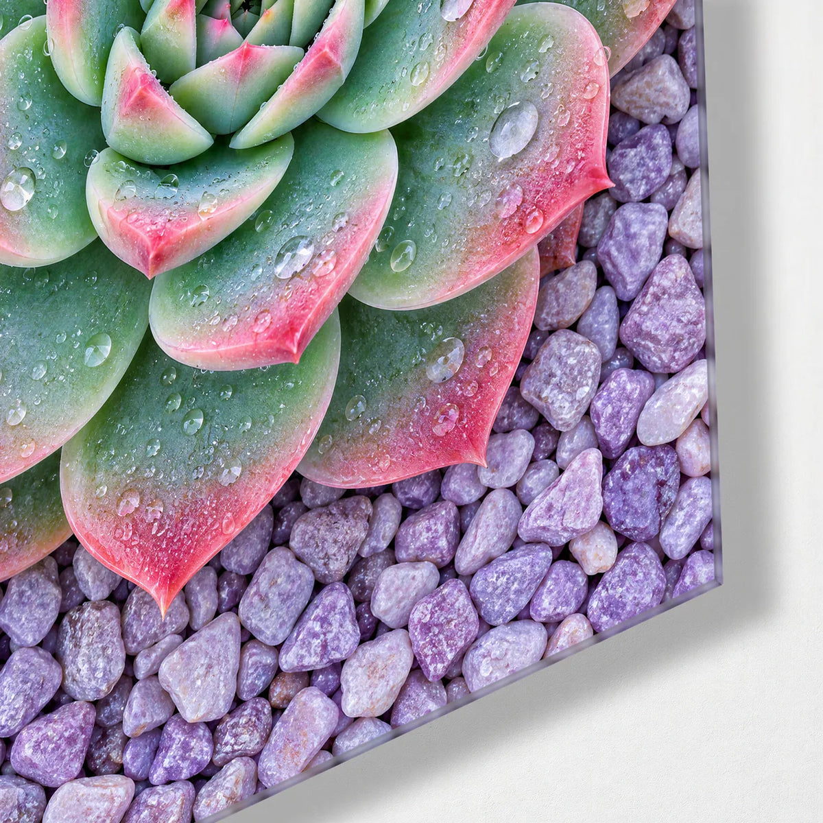 Echeveria from Above — corner detail of glass wall art