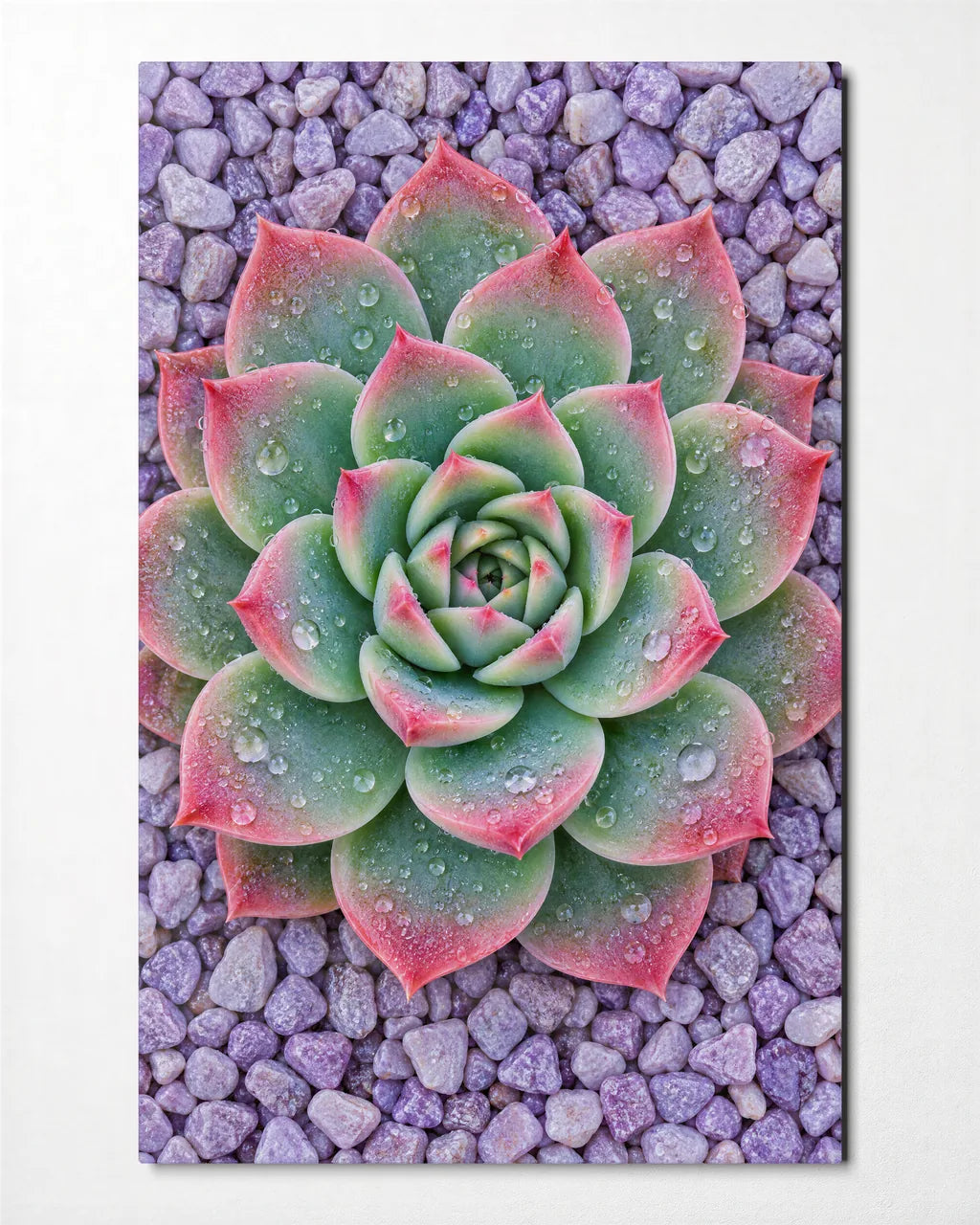 Echeveria from Above — front view of glass wall art