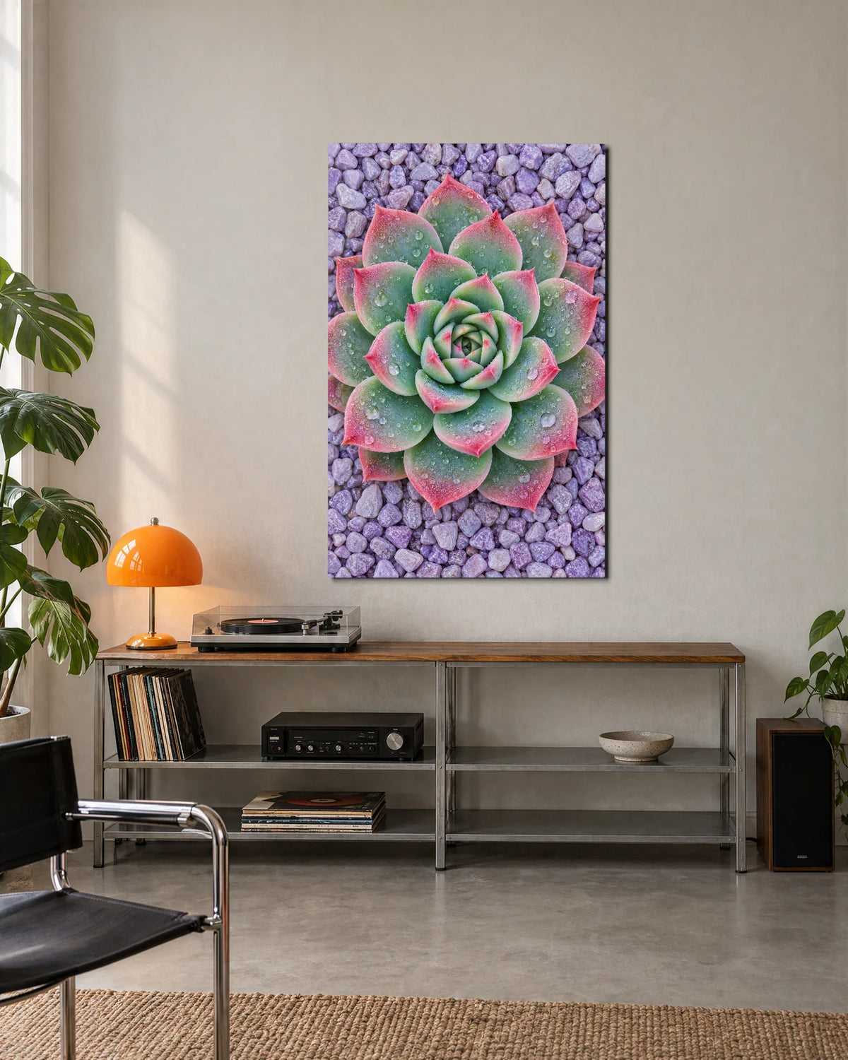Echeveria from Above — shown in a living space