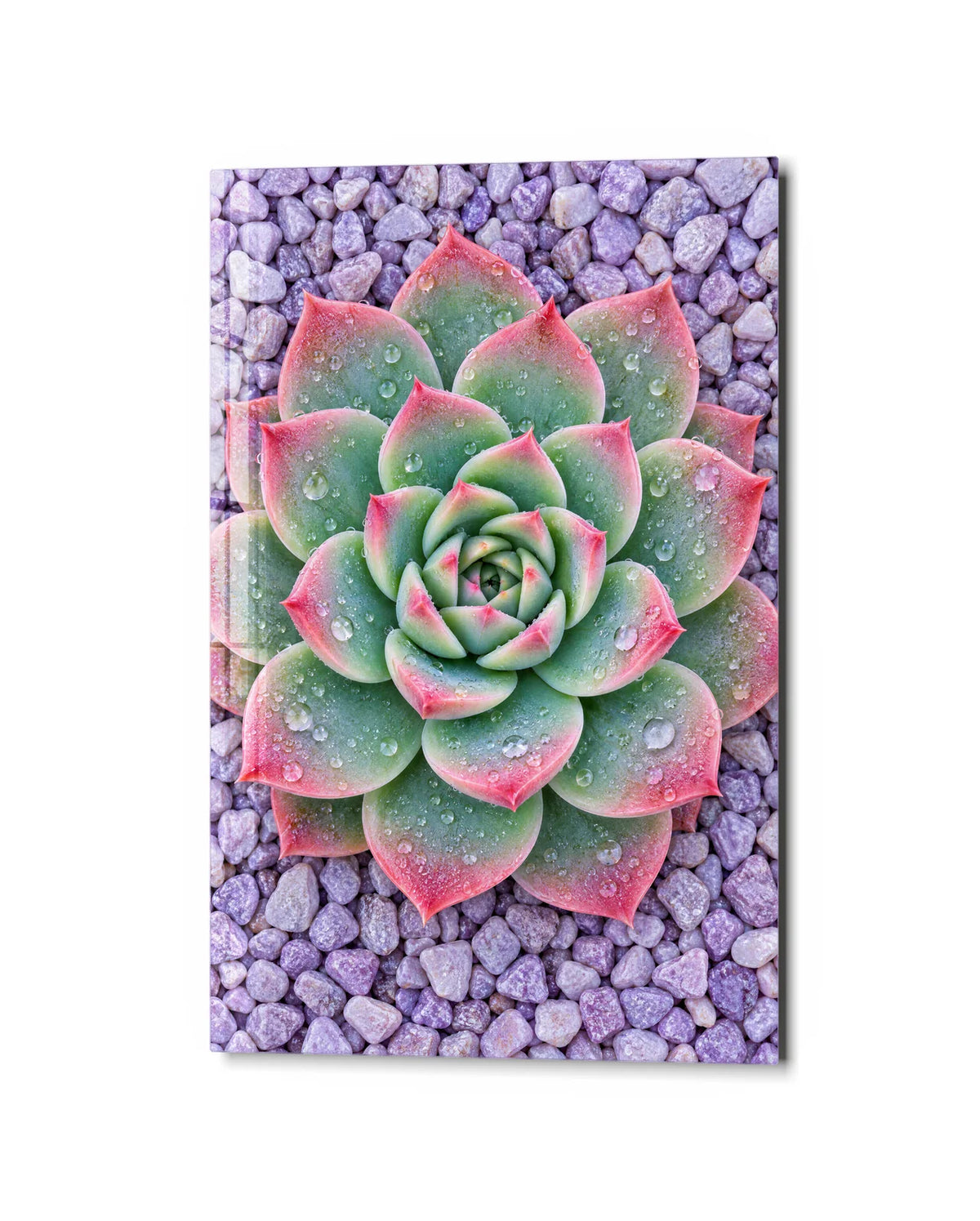 Echeveria from Above — studio view of glass wall art