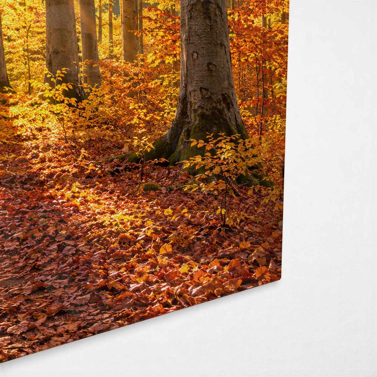 Sunlit Beech Path — corner detail of glass wall art