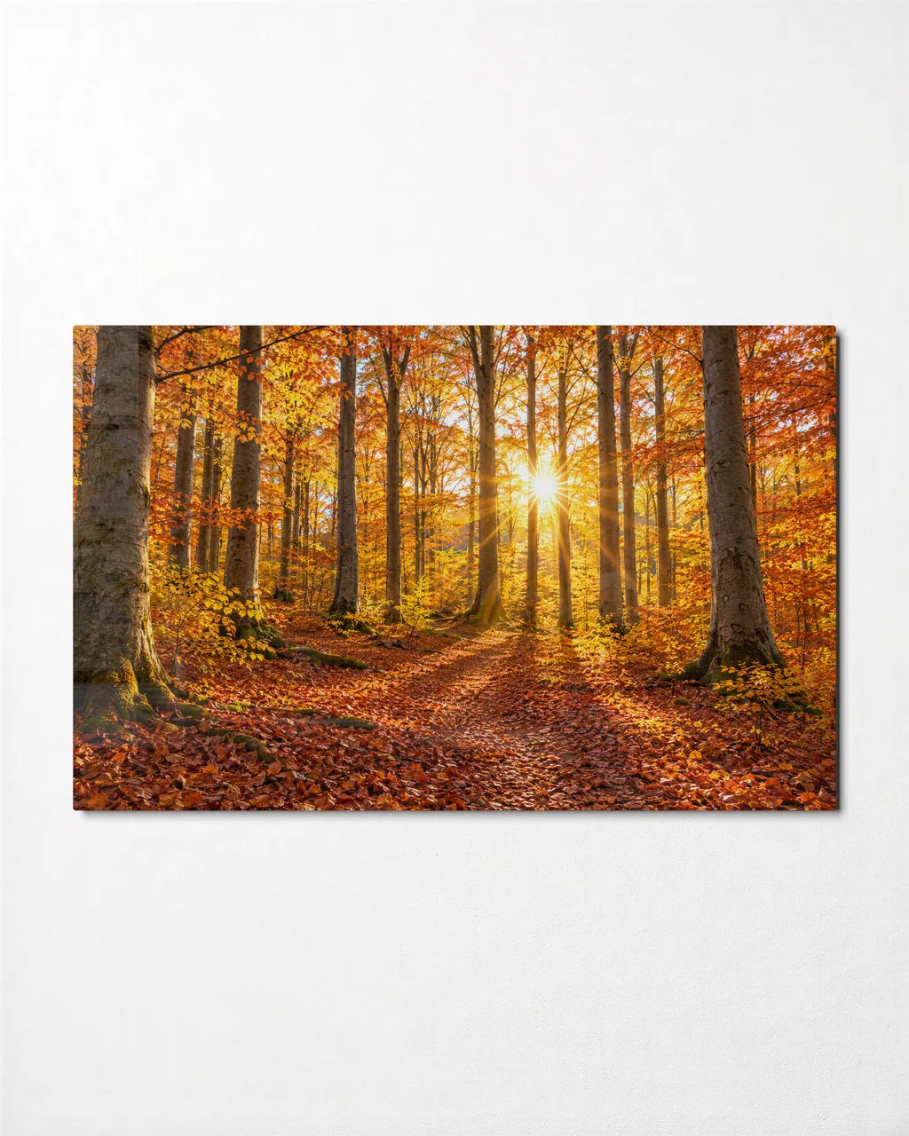 Sunlit Beech Path — front view of glass wall art