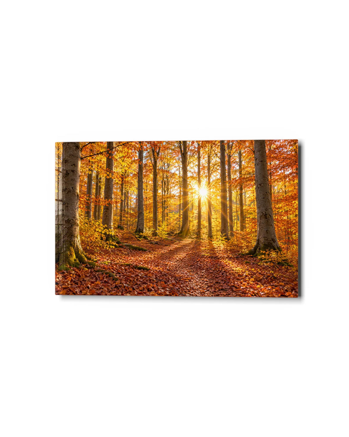 Sunlit Beech Path — studio view of glass wall art
