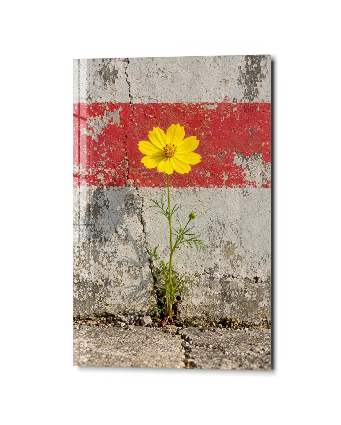 Flower in the Crack — studio view of glass wall art