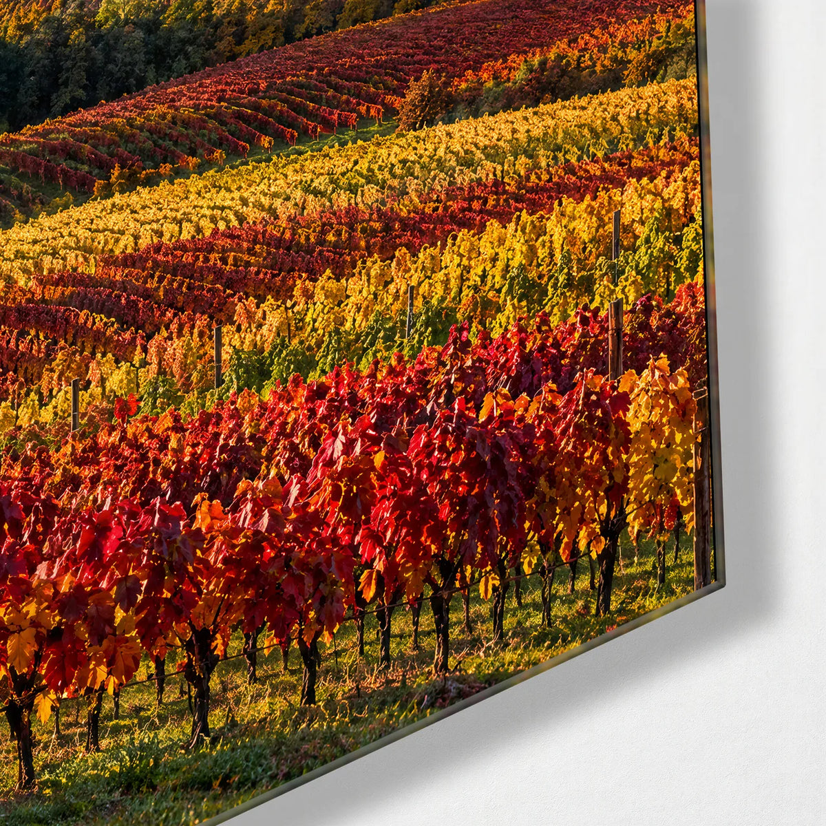 Langhe Vineyards Duo — corner detail of one glass panel