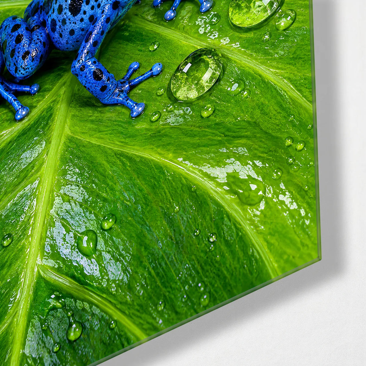 Tiny Frogs Trio — corner detail of one glass panel