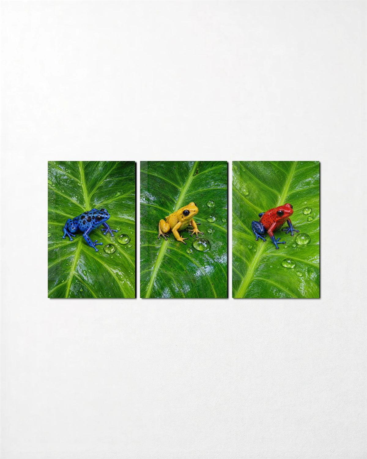 Tiny Frogs Trio — 3-panel glass wall art set on a wall