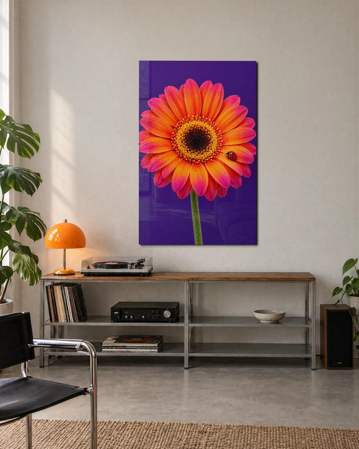 Gerbera and Ladybird — shown in a living space