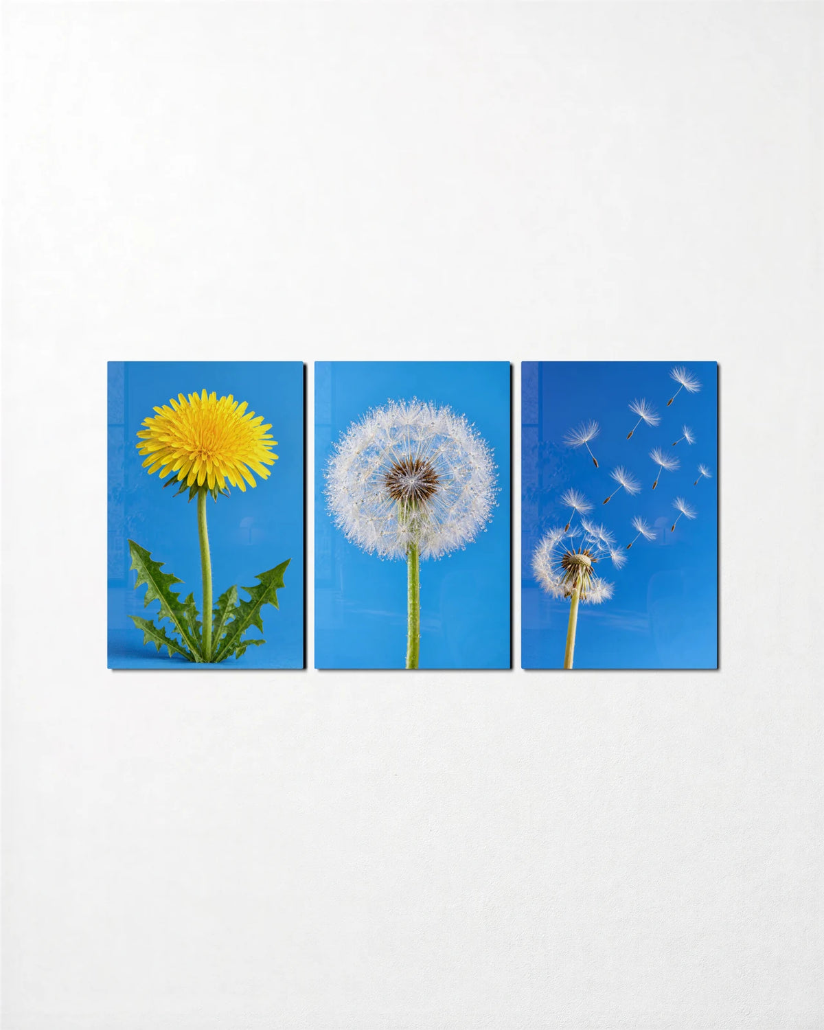 Dandelion Seasons Trio — 3-panel glass wall art set on a wall